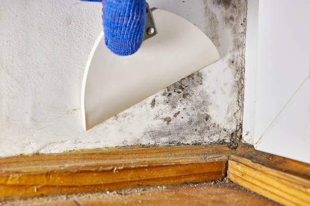 Best Forensic Mold Investigation  in Huron, SD